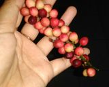 Foto langkah ke 1 dari resep Rujak buah wuni/uni/buni.