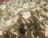 صورة لخطوة 1 من وصفة سمك كاذب