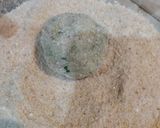 Foto del paso 5 de la receta: Croquetas de papas con sorpresa sin tacc