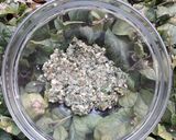 Foto del paso 1 de la receta: 🌱Crema de Pesto🌱
