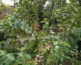 A picture of step 1 of Guava leaves tea.