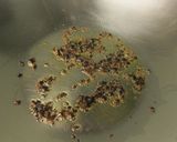 湖南蛋的食譜步驟3照片