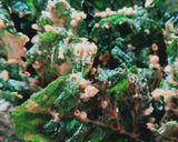 Foto langkah ke 5 dari resep Peyek daun bayam.