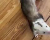 Foto del paso 15 de la receta: Premios de conejo seco para tu hurón mascota
