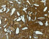 A picture of step 5 of Mohan thal.