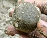 A picture of step 9 of Whole Black gram Laddu / Whole Black Urad Dal Laddu.