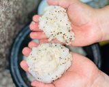 Foto del paso 8 de la receta: Onigiri 🇯🇵