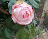 Une image de l'étape 2 de Pavé d'esturgeon à la rose 🌹.