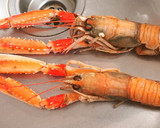 Foto del paso 2 de la receta: Calamar relleno de sus tentáculos, aletas y Cigala
