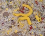 Foto langkah ke 6 dari resep Nasi Goreng Pete.
