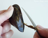Foto del paso 1 de la receta: Mejillones a la vinagreta