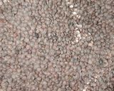 साबुत मसूर की दाल (Sabut Masoor ki dal recipe in Hindi) रेसिपी चरण 1 फोटो