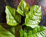 A picture of step 1 of Poi Leaves Masala Bora.