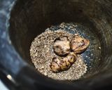 Foto langkah ke 5 dari resep Soto Ayam Kayu Krangean khas Jogja.