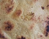 A picture of step 2 of Cornmeal roti.
