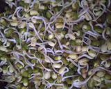 A picture of step 1 of Satvik Sprout Chaat.