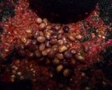 Foto langkah ke 3 dari resep Sambal Terasi Kacang Tanah Endeeusss👌😋.