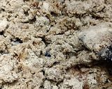 बाजरी बर्फी (Millet Burfi) रेसिपी स्टेप 3 फोटो 