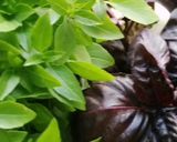 Une image de l'étape 10 de Bouchée de la reine aux legumes basilic pourpre et vert🌶️🌿🌿.