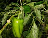 Foto del paso 3 de la receta: Estofado de conejo