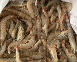 Foto del paso 1 de la receta: Langostinos de chiclana vivos!!