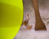 A picture of step 4 of Challa bread.