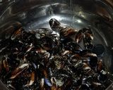 Foto del paso 1 de la receta: Mejillones al vapor
