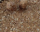 પીનટ ચિક્કી (Peanut Chikki Recipe In Gujarati) રેસીપી સ્ટેપ6ફોટો