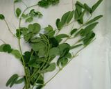 Hình bước làm 1 của món Cháo tôm chùm ngây