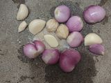 Semur Terong ala Mertua Brebes