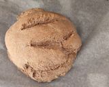 Foto del paso 3 de la receta: Pan integral sin sal (apto BLW)