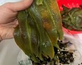 A picture of step 4 of Chiles en Rajas with Cream.
