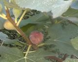 Une image de l'étape 8 de Cake 🪺figues noix 🌰 pistaches 🍯.