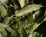 Foto langkah ke 1 dari resep Tumis kangkung pedas.