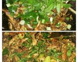 Foto langkah ke 15 dari resep Tongkol Mercon with Pete plus Daun kemangi bumbu Ebi.