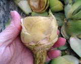 Foto del paso 1 de la receta: Alcachofas asadas en Airfryer