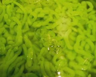 Cendol Kinca Durian Jelita - Step 5