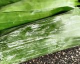 Foto langkah ke 2 dari resep Nasi Bakar Ayam Suwir.