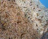 Foto del paso 2 de la receta: Granola artesanal casera