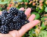 แบล็คเบอร์รี่ มินิช็อกโกแลตเค้ก วิธีทำสูตร 7 รูป