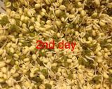 Hình bước làm 6 của món Cách làm giá đỗ bằng vỏ hộp sữa