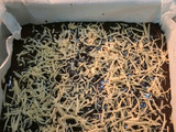 Choco Cheese Chewy Brownies