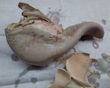 Foto del paso 3 de la receta: Lengua a la provenzal (en olla a presión)