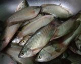 Foto langkah ke 1 dari resep Bahampap Ikan Sapat Siam Simple.