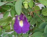A picture of step 1 of Butterfly pea flower Drink.