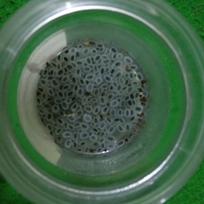Langkah 2