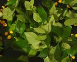 A picture of step 3 of Curry Leaves Chutney.