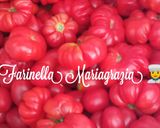 Foto del passaggio 2 della ricetta Passata di pomodoro km zero fatta in casa 🏡 dall' orto alla tavola 👩🍳🍅🏡🇮🇹🦁