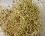 Foto del paso 3 de la receta: Ensalada de germinado de lentejas con tomate