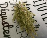 Une image de l'étape 3 de Saumon sauvage en papillote à l ail mariné et herbes aromatiques.